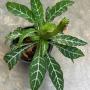 Crossandra sp.(T05) ‘Silver Vein’.