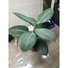 ficus elastica robusta M