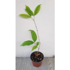 wrightia dubia pot