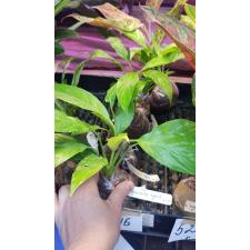 Spathiphyllum Lemon Glow  223/1