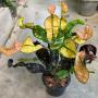 Codiaeum Nang Mutsee.