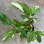 Citharexylum spinosum (white variegated)(Log in)