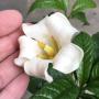 Euclina longiflora (Randia macrantha) (TF)