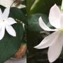 Jasminum Rex (wide leaf)