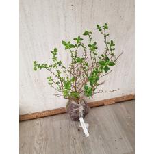 Serissa foetida variegata 263