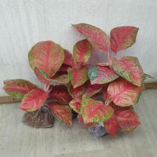 Aglaonema Sombat Siam red round leave A-42