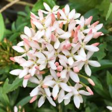 Ixora sp.(T31) Indonesia 157