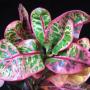Codiaeum Khun Chang Kin Leang
