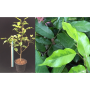 Ficus benjamina 'Yellow Gold'