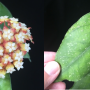Hoya sp.561 (aff. finlaysonii)          561