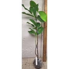Сизигиум самаранженс 'Гиганский фрукт' (без косточек) / Syzygium samarangense 'Giant fruit' (seedless) 274