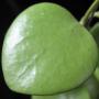 Hoya kestberkii         608