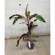 Codiaeum (T08) Chao Loke 70