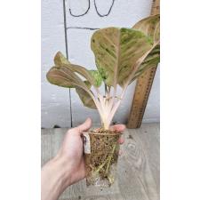 Aglaonema anklet gold/ Gamlai Thong A-87 стакан