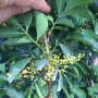Aglaia odorata 'Maxima'(TF)