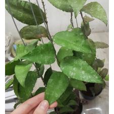 Hoya Caudata - Sumatra