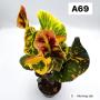 Codeium A69 Morning star