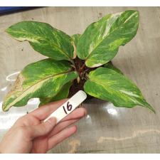 Anthurium variegated sp 16