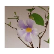 Thunbergia erecta 'Fairy Moon 629