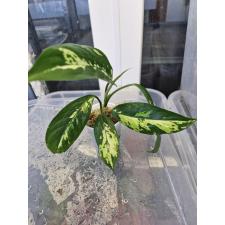 Dieffenbachia seguine Aurora стакан Д 900p