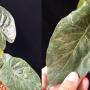 Alocasia wentii 'Silver Voltage'