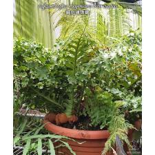Aglaomorpha meyeniana var. Crested pot 3500р