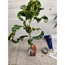 Codiaeum Kwak Thongkum 102