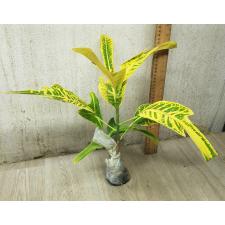 Codiaeum A8 Boston