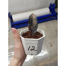 Zamioculcas zamiifolia black variegated (1 leaves) НОМЕР 12