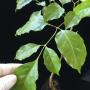 Radermachera ignea (seedling).