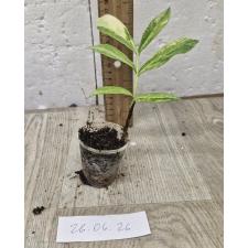Замиокулкас замифолия варегатная (Длинный лист) / Zamioculcas zamiifolia variegated (long leaf)