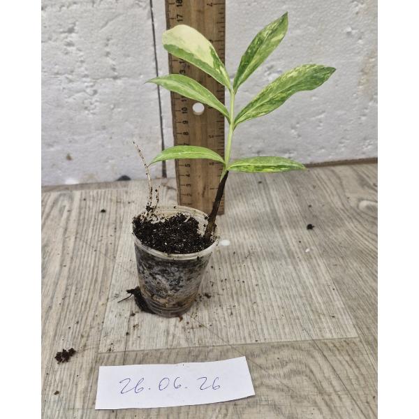 Замиокулкас замифолия варегатная (Длинный лист) / Zamioculcas zamiifolia variegated (long leaf)