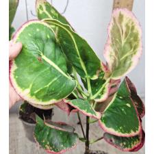 Кодиеум Чом пу та вип / Codiaeum A13 Chom poo tha weep