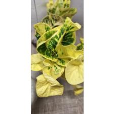 Codiaeum A53 Thong lor