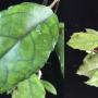 Hoya finlaysonii*326            326
