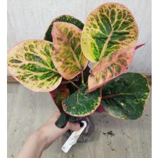 Codiaeum Boosarin 82