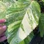 Ficus sp.(T42)(white variegated).