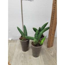 Sansevieria sp. Zumo mini