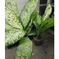 Dieffenbachia Hong Hern L pot 2100p