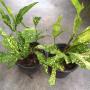Codiaeum Maculatum Katoni.