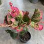 Codiaeum Nak Ka Rat (Original)(L).