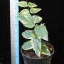 Jasminum multiflorum variegated
