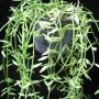 Dischidia sp.592                592