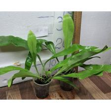 Полиподиум мусифолиум / Polypodium musifolium