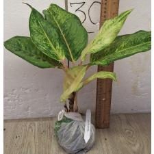 Аглаонема Фрозен блэк / Aglaonema Frozen black A-27