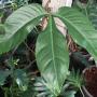 Philodendron sp.(T37).