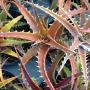 Dyckia beatea