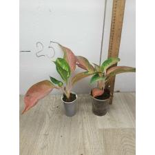 Aglaonema Amor pot