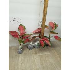 Aglaonema Chang Dang - Pink A-25