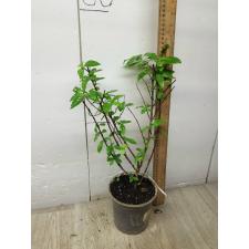 Randia formosa 252-251